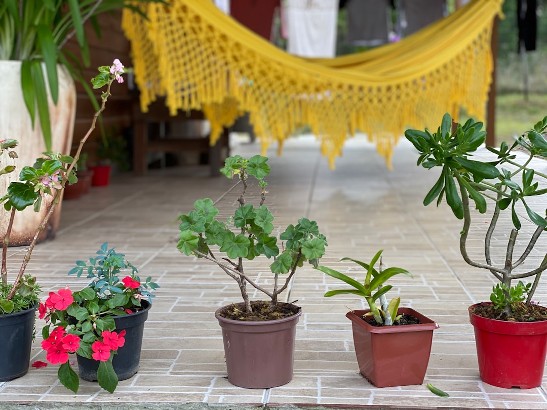 red potted green plant on brown clay pot — Foto por Ideli Dalva Ferrari na Unsplash