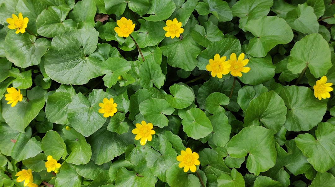 a group of yellow flowers — Foto por Pert Wardhon na Unsplash