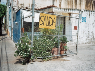 Sua Planta Está Morrendo? Essa IA Mostra o Que Fazer