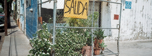Sua Planta Está Morrendo? Essa IA Mostra o Que Fazer