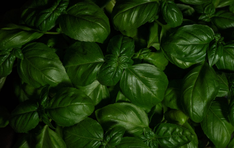 green leaves with water droplets — Foto por Giorgi Iremadze na Unsplash
