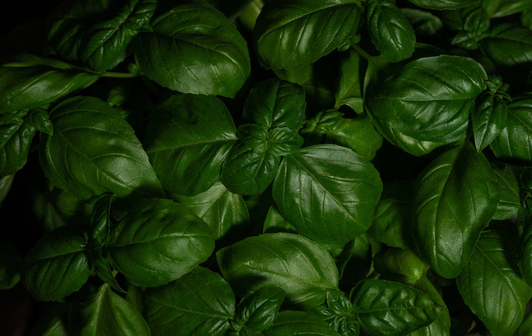 green leaves with water droplets — Foto por Giorgi Iremadze na Unsplash