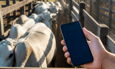 Balança de Gado: Transforme seu Celular