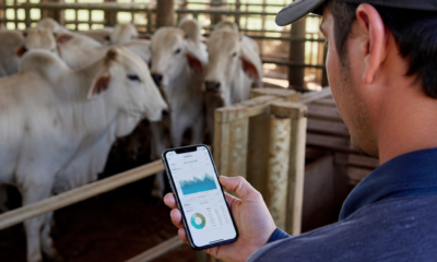 App para Pesar Gado: Controle Fácil